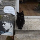 "My cat is sad because he is feline and he needs to be loved, just like everybody else does." Photo by Tom Cox.